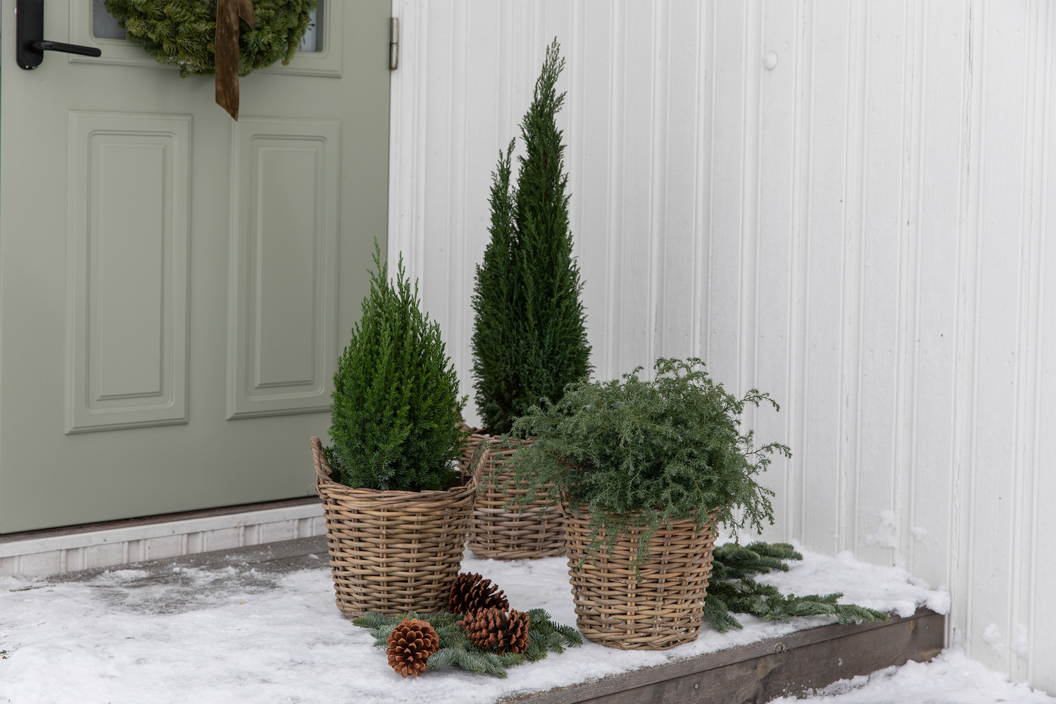 Vintergr&oslash;nne planter